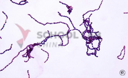 Prepared Microscope Slide Set - Prokaryotes - Set of 10 Slides